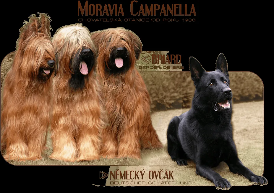 Chovatelsk� stanice Moravia Campanella - Briard a n�meck� ov��k :: Berger de Brie and German shepherd dog breeder - Deutscher sh�ferhund