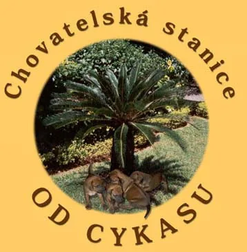 od Cykasu