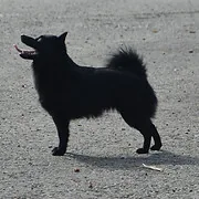 Alpha Nero