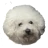 Starobělský les