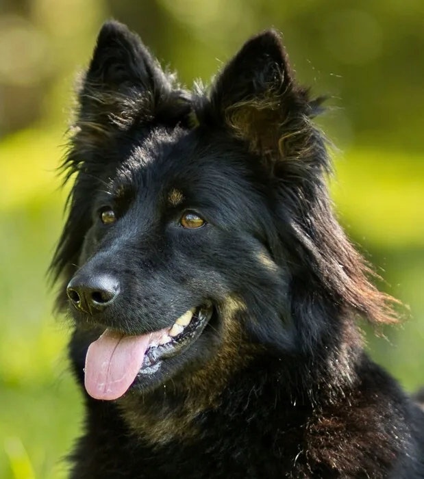 Darsha od Lípy