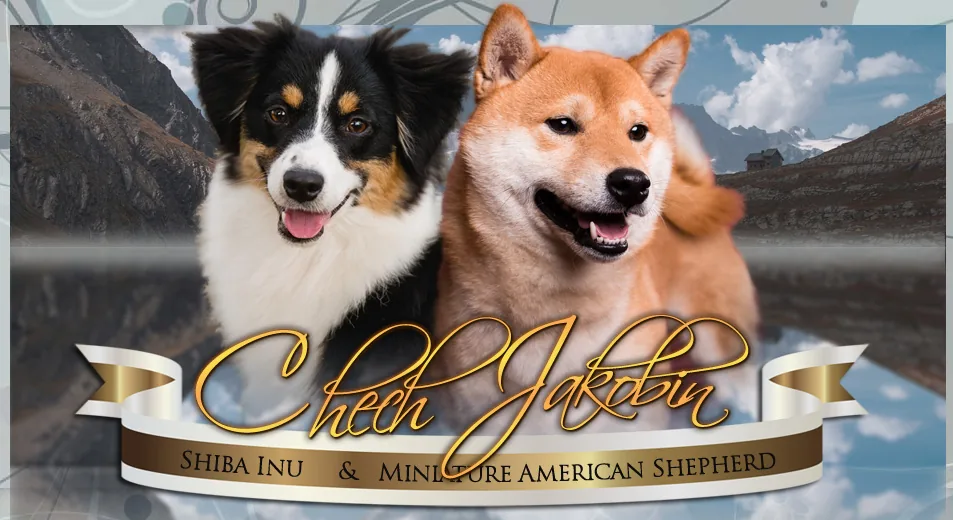Shiba Inu i Miniature American Shepherd