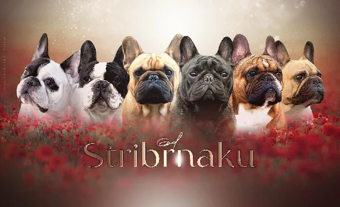 od Stříbrňáku