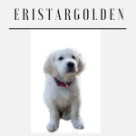 EristarGolden