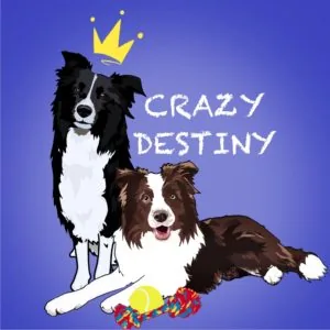 Crazy destiny