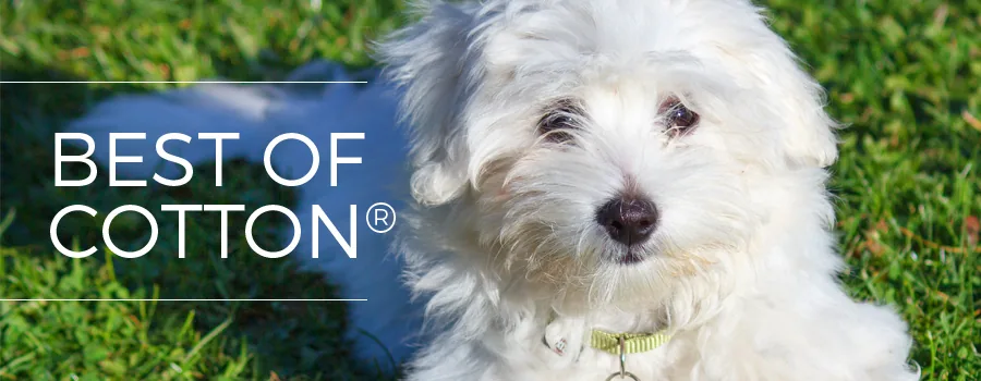 Best of Cotton