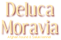 Deluca Moravia