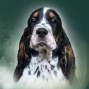 Darrem Canis