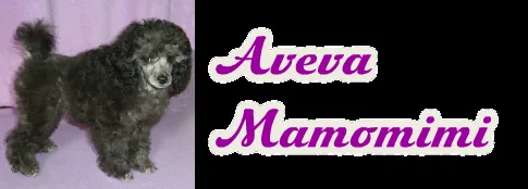 Aveva Mamomimi