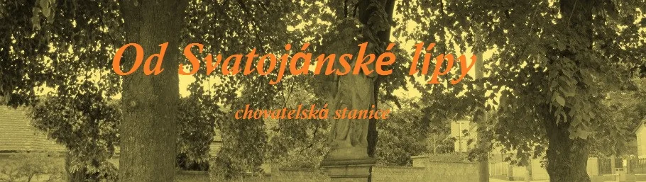 Od Svatojánské lípy