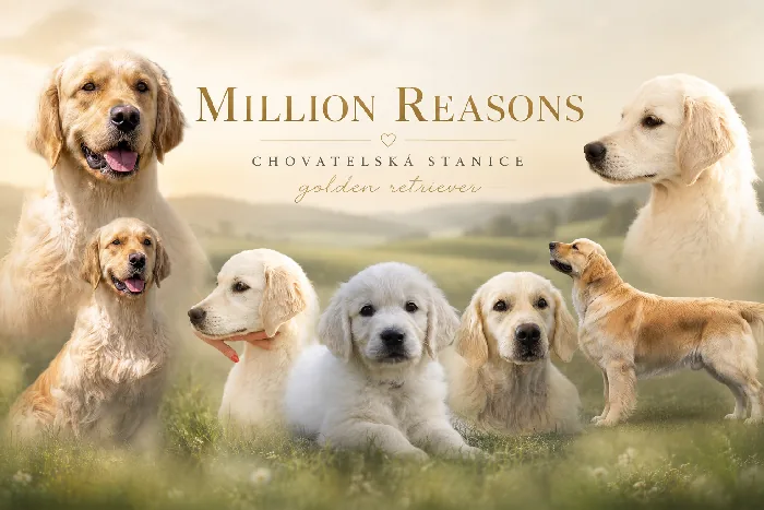 Million Reasons