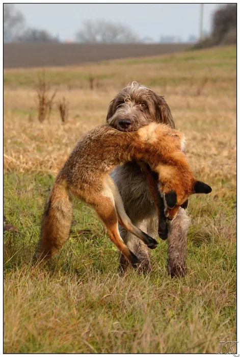 Canini Corde