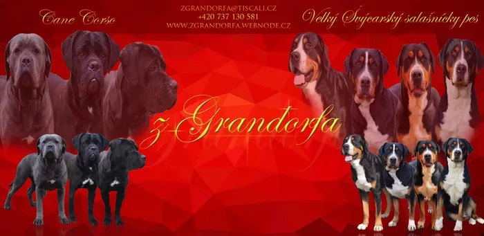 z Grandorfa