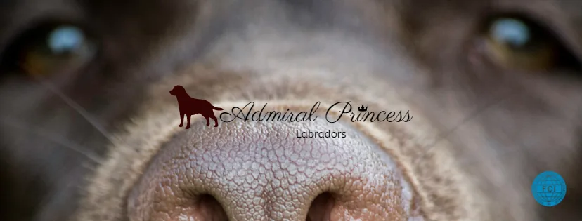 Admiral Princess