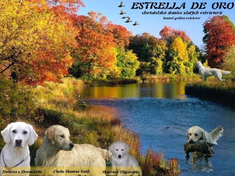 Estrella de Oro