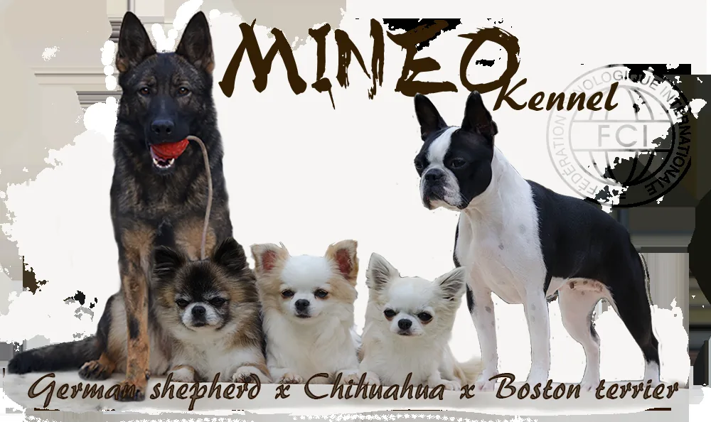 Mineo
