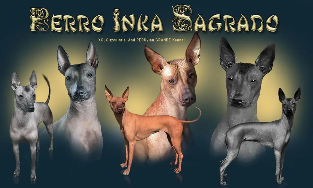 Perro Inka Sagrado