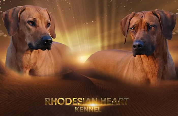 Rhodesian Heart