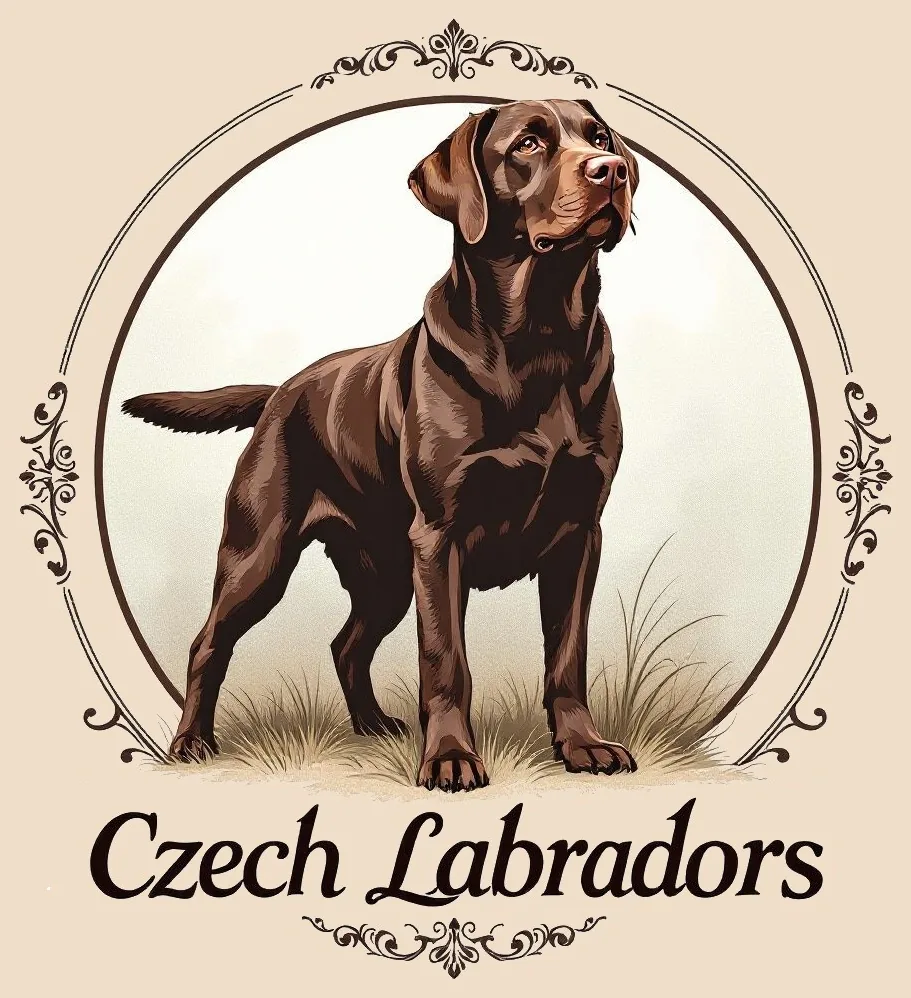 Czech Labradors