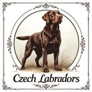 Czech Labradors
