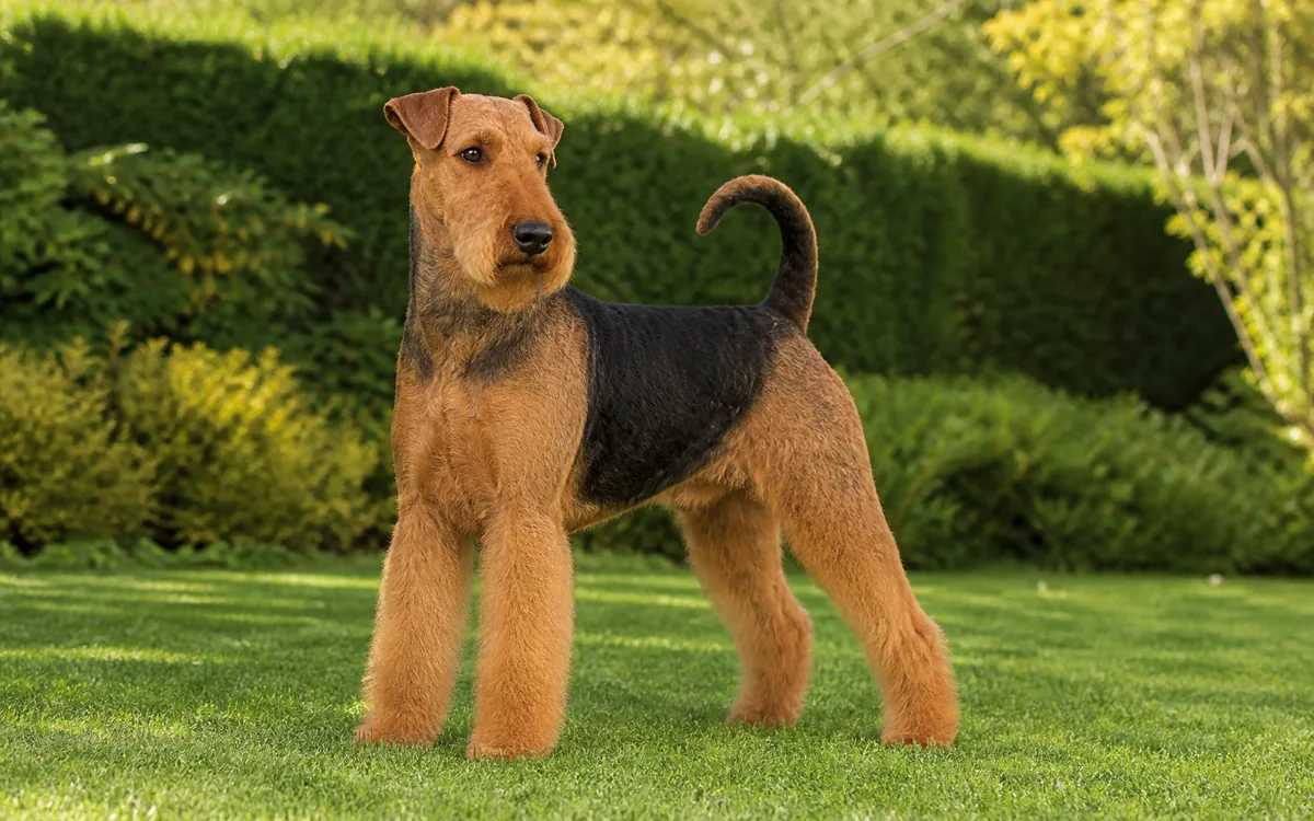 Airedale terier