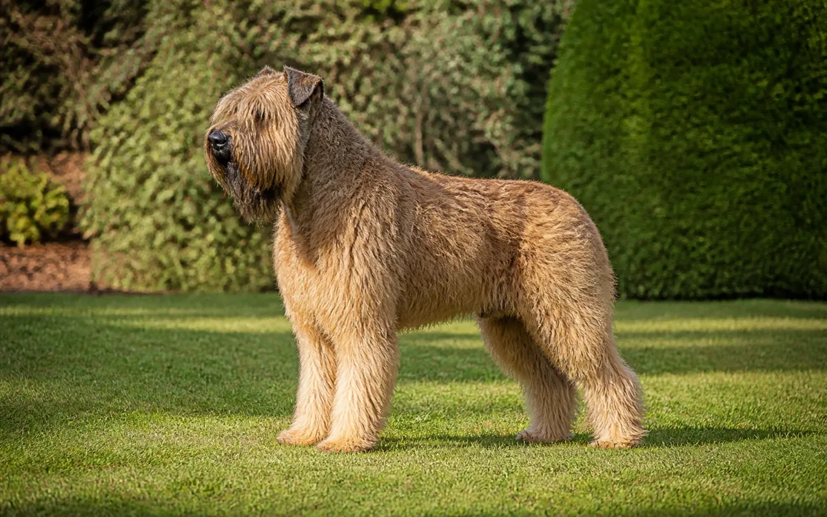Ardenský bouvier