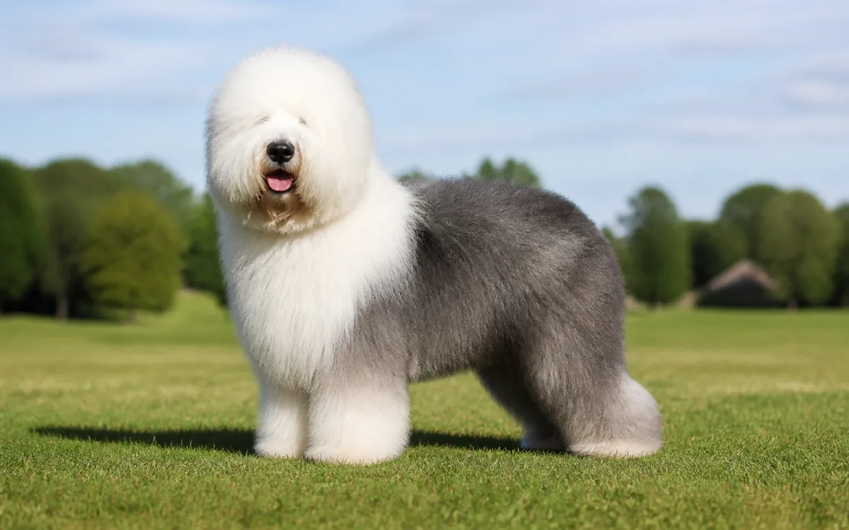 Bobtail