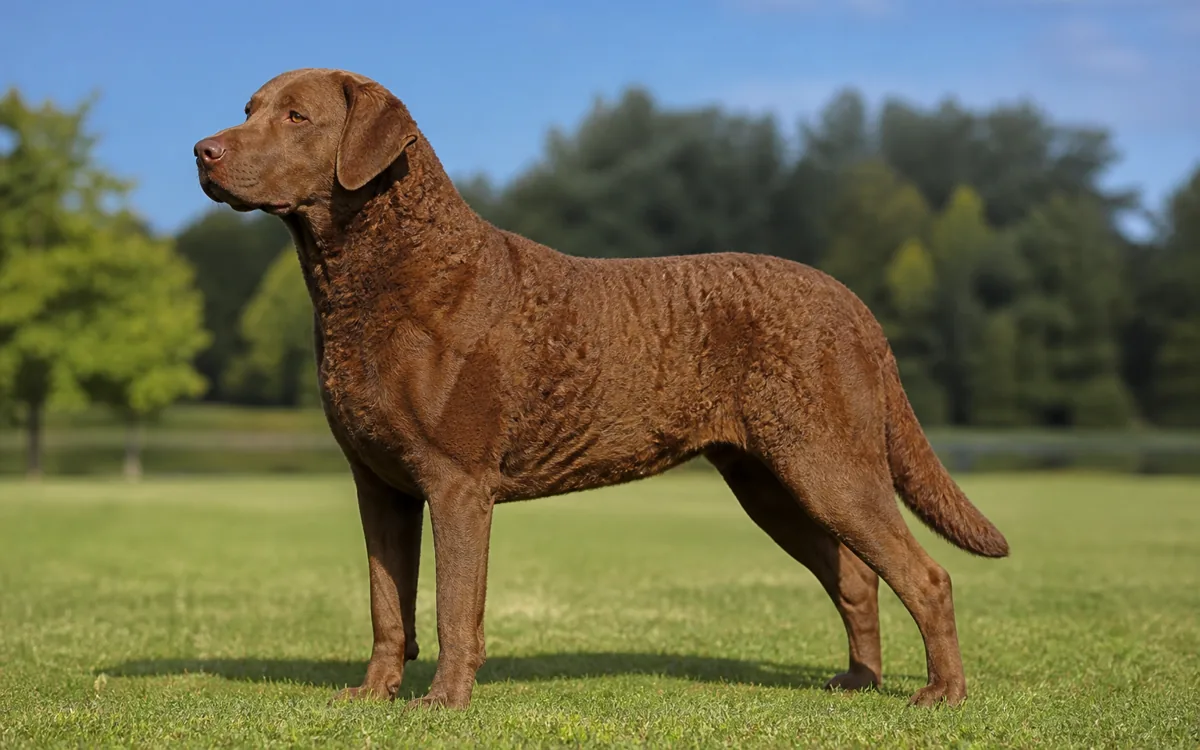 Chesapeake Bay Retriever