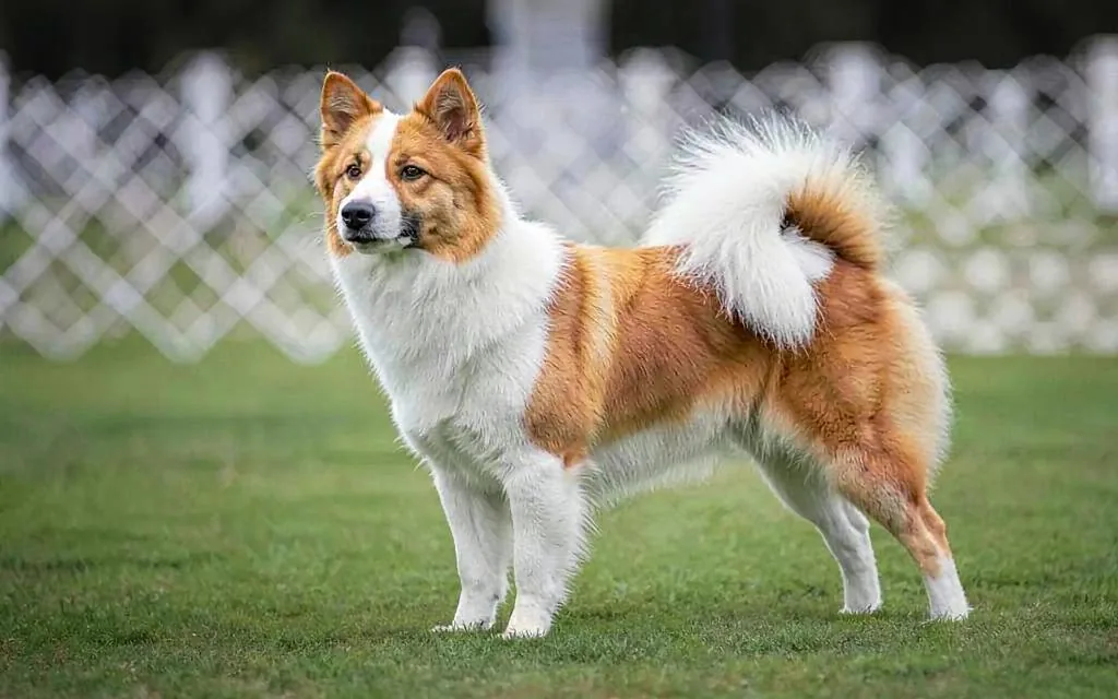 Thai Bangkaew dog — Bílá s červenými znaky