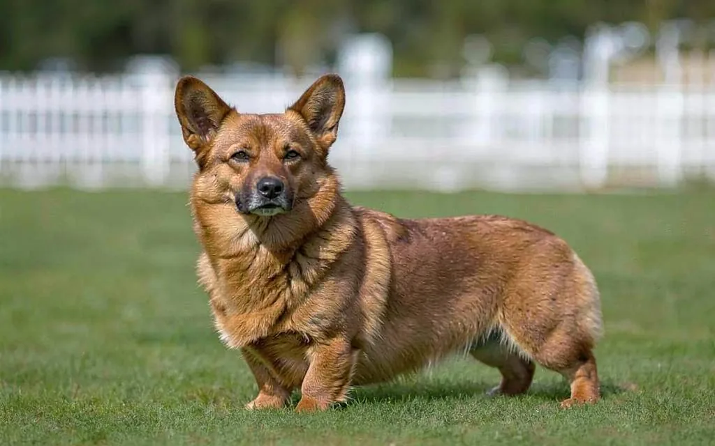Welsh Corgi Pembroke — Červená
