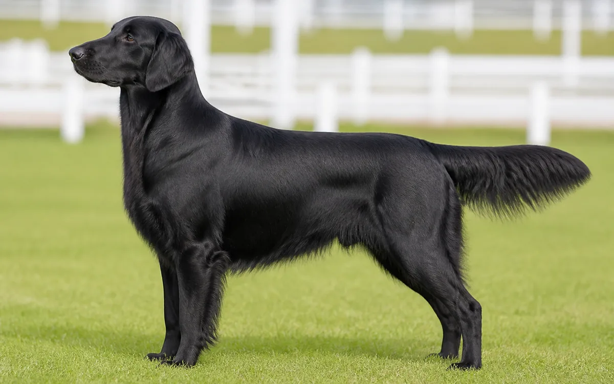 Flat Coated Retriever