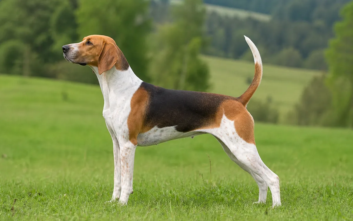 Foxhound