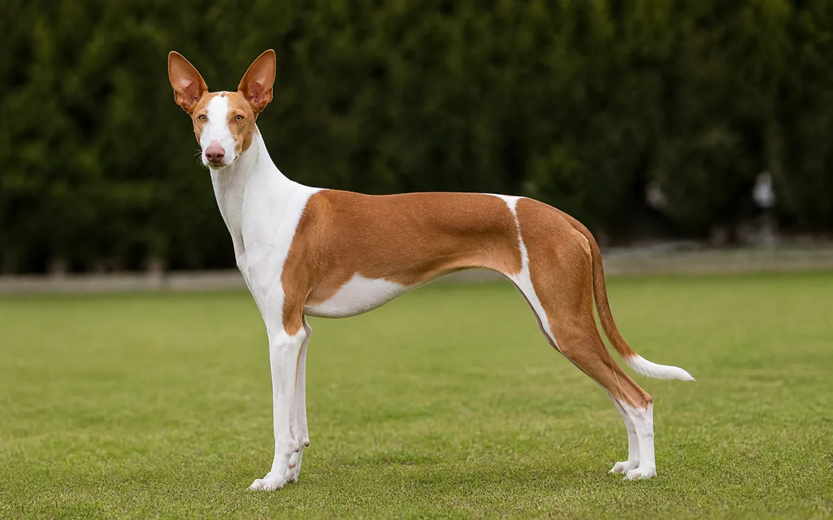Ibizský podenco