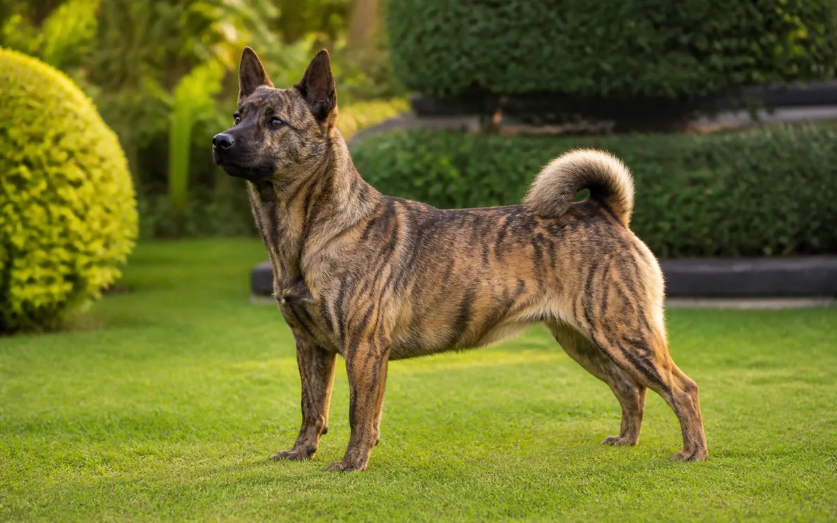 Kintamani-Bali Dog