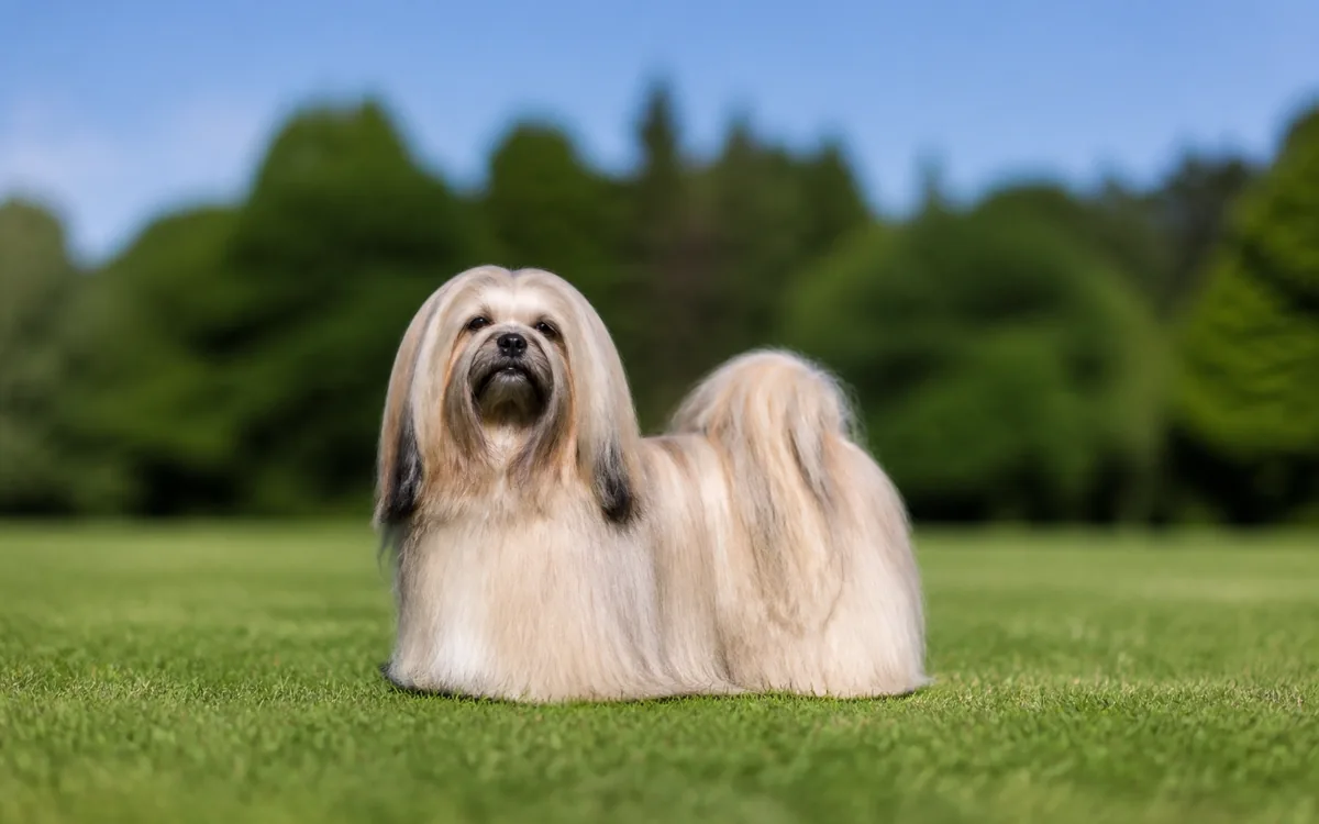 Lhasa Apso