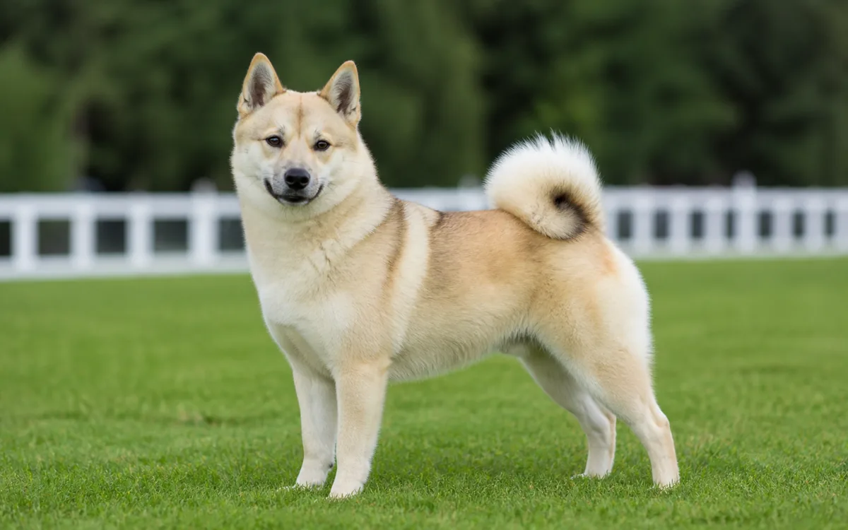Norský buhund