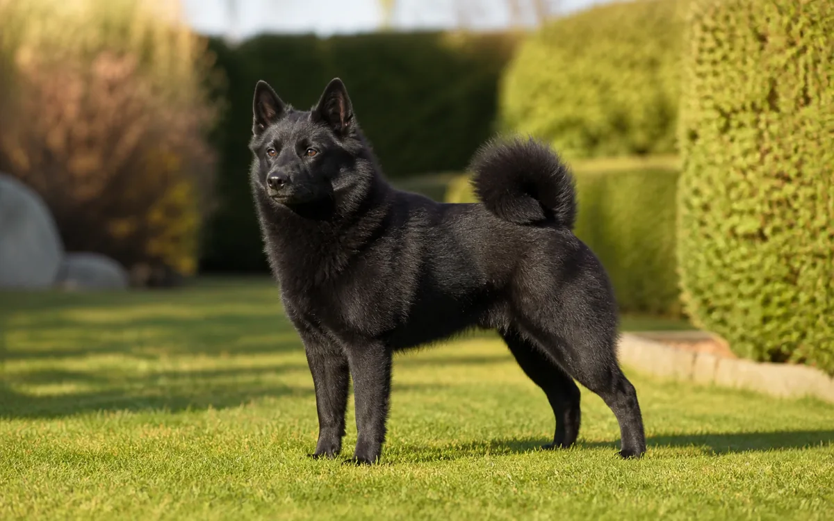 Norský losí pes černý