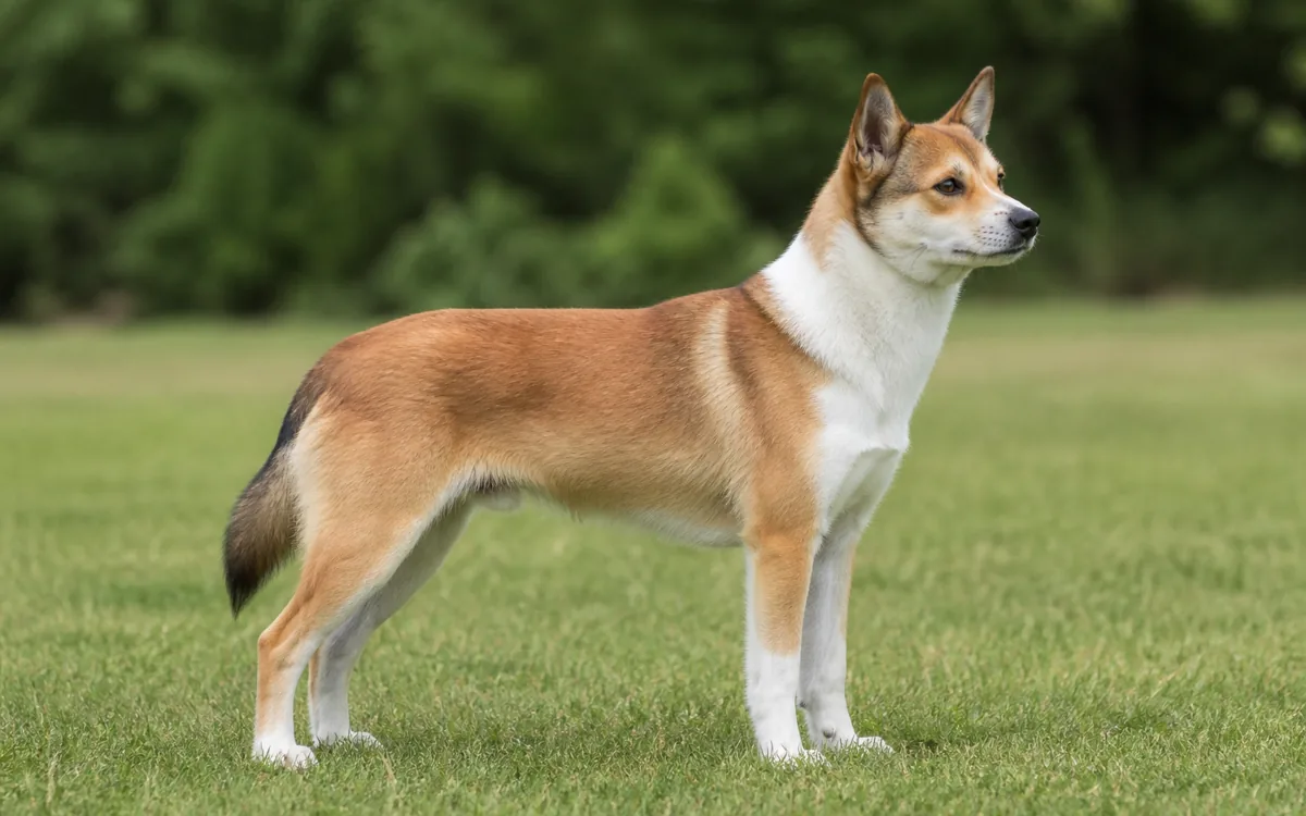 Norský lundehund