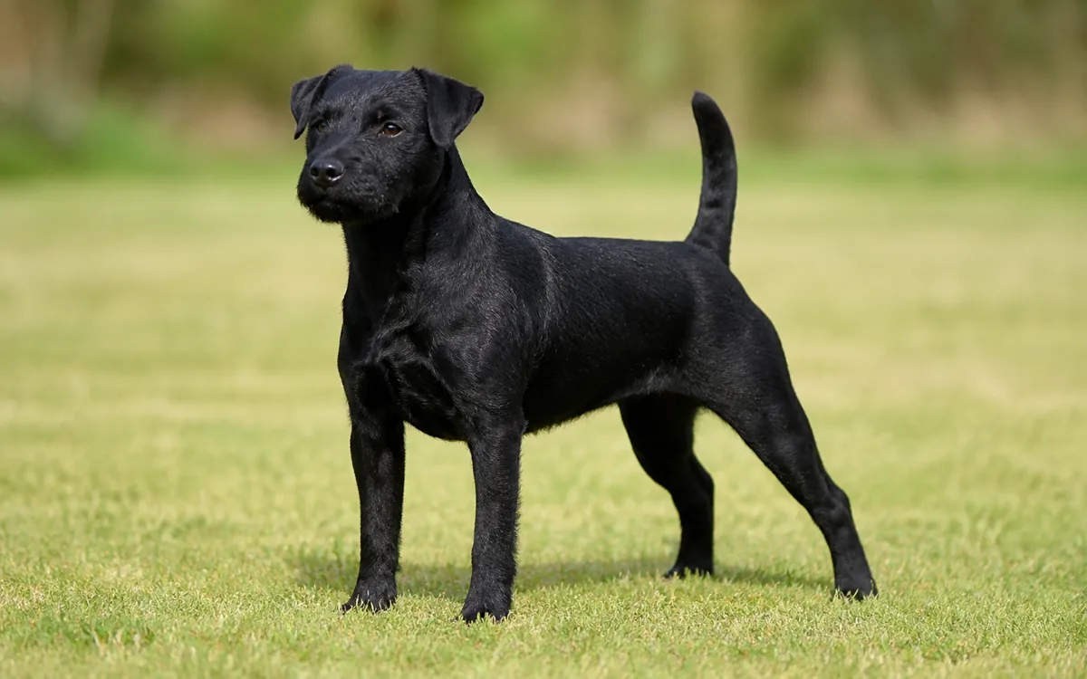 Patterdale terier