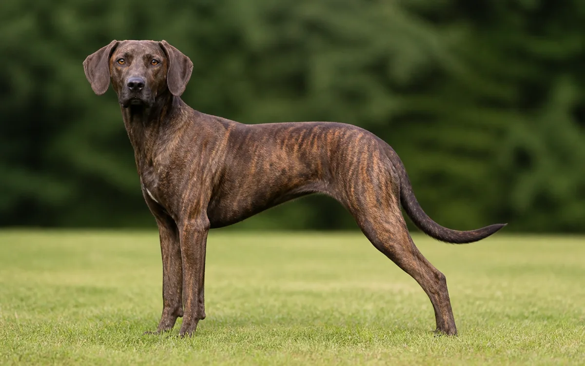 Plott Hound