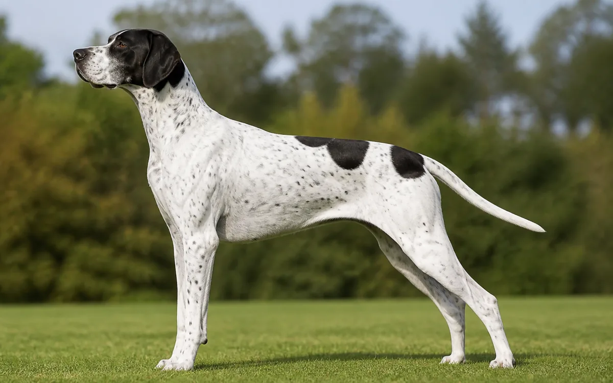 Pointer