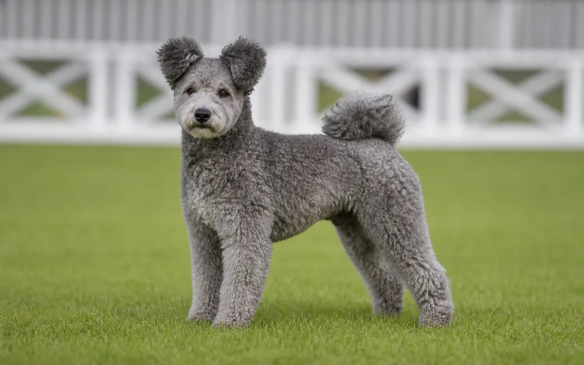 Pumi