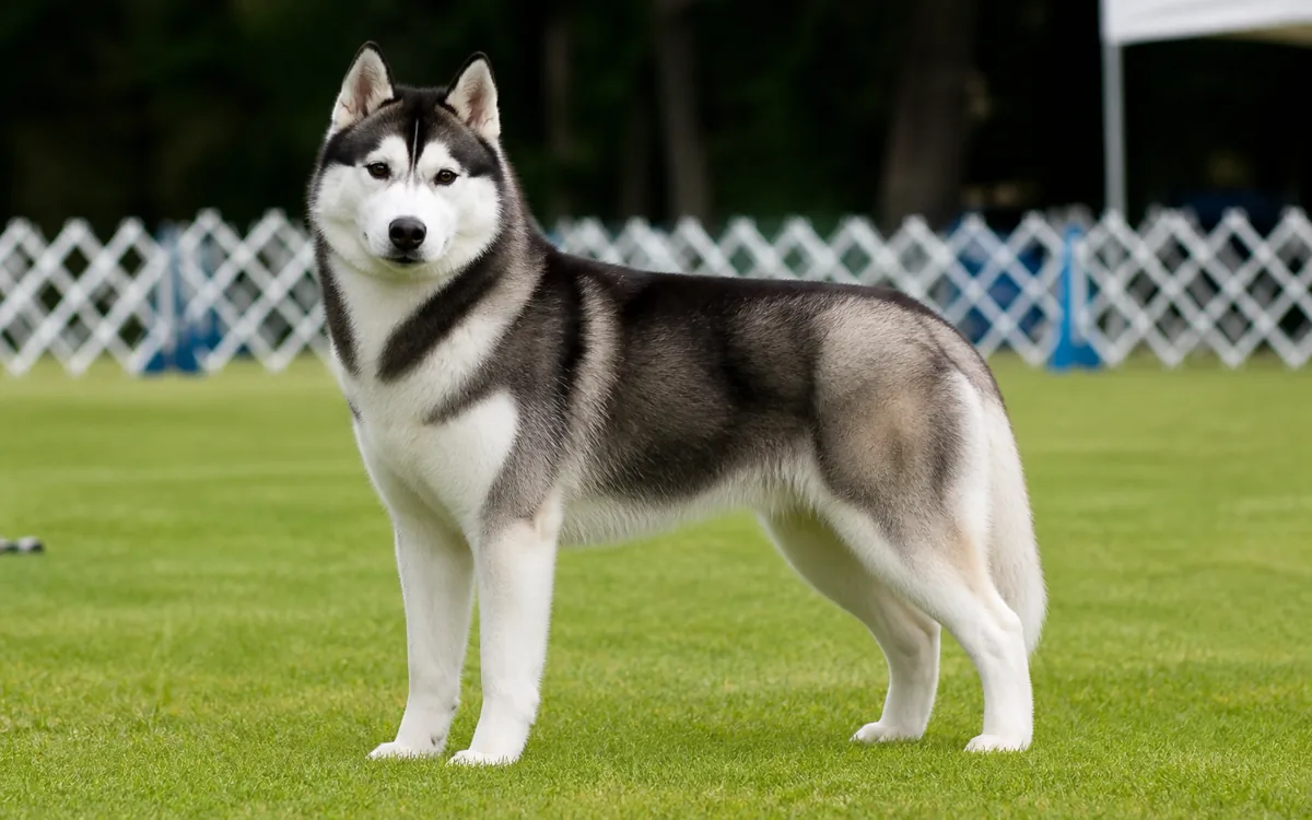 Sibiřský husky — Do práce