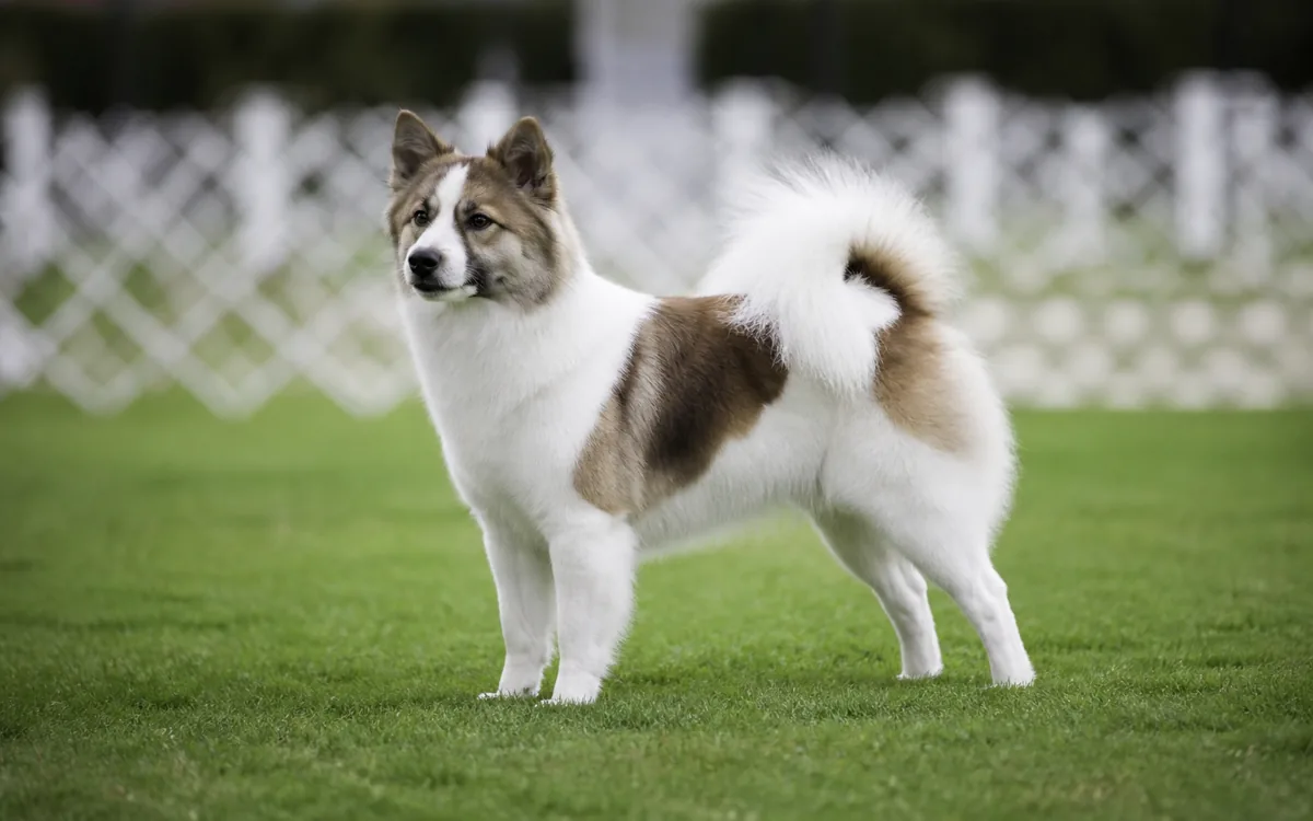Thai Bangkaew dog