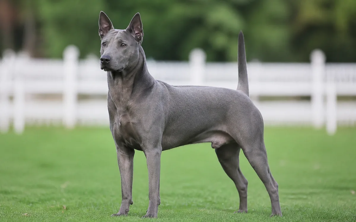 Thajský ridgeback